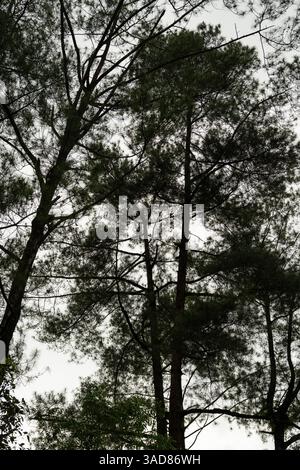 Silhouette von Ästen isoliert auf weißem Himmel Hintergrund Stockfoto