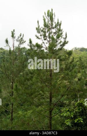 Hohe Kiefern in den Hügeln. Baumwälder und Waldlandschaften im Hintergrund. Üppig grüner Kiefernwald frisch am Berg Stockfoto