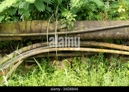 Nahaufnahme eines alten Metallrohrs, das mit moosbedeckten Kabeln befestigt ist. Elektrische Kabel verlaufen unter dem Rohr im Wald Stockfoto