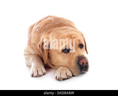 labrador Retriever für Erwachsene vor weißem Hintergrund Stockfoto