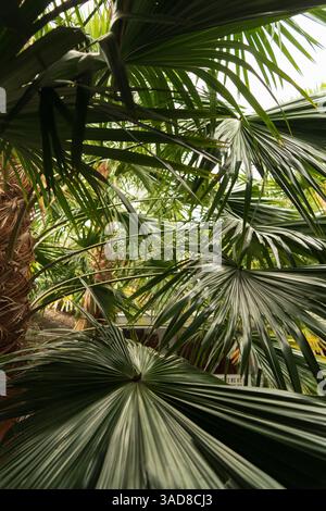 Dichter Hintergrund aus dunkelgrünen tropischen Blättern, vertikaler Hintergrund. Naturbegriff Stockfoto