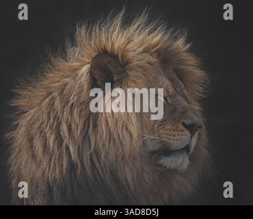 Majestätischer männlicher Löwe im Seitenprofil mit dicker Mähne, ruhig vor dunklem Hintergrund Stockfoto