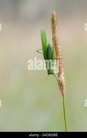 Große grüne Buschgrille (Tettigonia viridissima), männlich, Deutschland | grünes Heupferd (Tettigonia viridissima), Männchen, Deutschland Stockfoto
