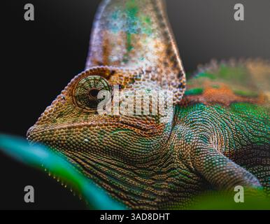 Nahaufnahme eines farbenfrohen Chamäleons mit strukturierter Haut und fokussiertem Auge in flacher Tiefe Stockfoto