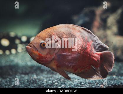 Helle orange Fische schwimmen in der Nähe von Glas in dunklem Aquarienlicht mit traumhaftem Bokeh-Hintergrund Stockfoto