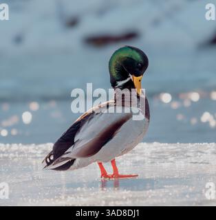 Stockenten laufen auf schneebedeckter Oberfläche mit farbenfrohem Kopf und orangen Beinen Stockfoto