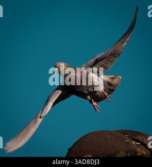 Taube, die mitten im Flug mit Flügeln ausbreitet und hellblauem Himmel Hintergrund Stockfoto