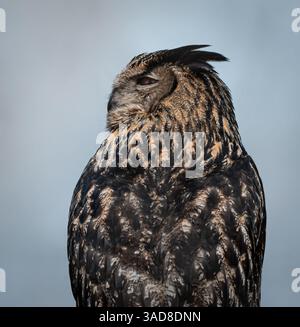 Eurasische Uhu posiert aufmerksam mit intensiv gelben Augen und wunderschön gemustertem Gefieder Stockfoto