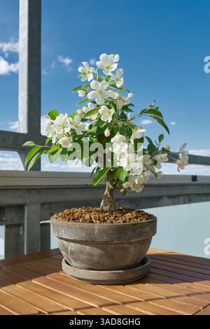 Apfelbaum Malus Evereste als Bonsai während der Blütezeit im April auf einem Balkon bei Sonnenschein Stockfoto