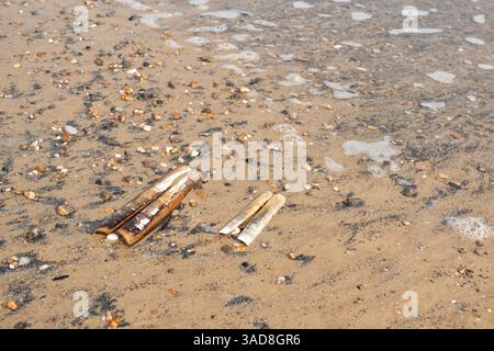 Muscheln aus Rasiermessern am Ufer Stockfoto