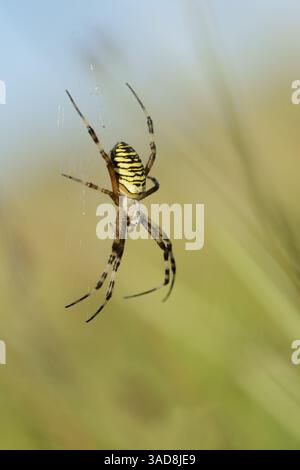 Wespenspinne (Argiope bruennichi), weiblich, Deutschland | Wespenspinne (Argiope bruennichi), Weibchen, Deutschland Stockfoto