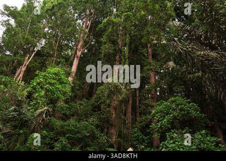 Tropischer Regenwald mit großen und langen Bäumen, Baum mit grünem Laub, dicht und üppig Stockfoto