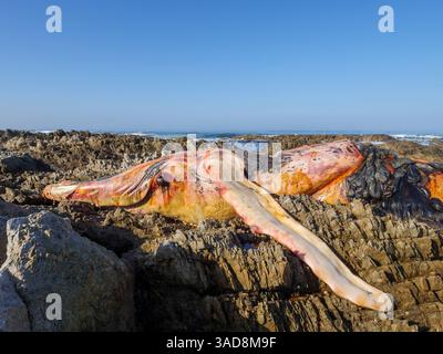 Ein toter südlicher Glattwal (Eubalaena australis) an der felsigen Küste bei Hermanus. Walküste. Westkap. Südafrika. Stockfoto