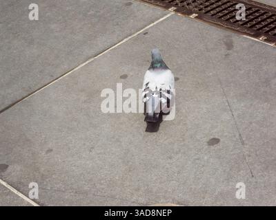 Eine Taube, die auf einer Betonoberfläche läuft und ihre grauen und weißen Federn zeigt. Der Rücken des Vogels ist sichtbar, mit einem Hauch von Grün am Hals und der Stockfoto