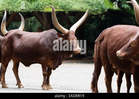 Eine majestätische Ankole Watusi Kuh mit massiven Hörnern, die auf einem Bürgersteig in einem Zoobereich steht. Stockfoto