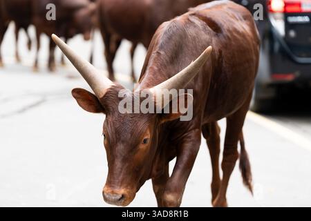 Eine majestätische Ankole Watusi Kuh mit massiven Hörnern, die auf einem Bürgersteig in einem Zoobereich steht. Stockfoto