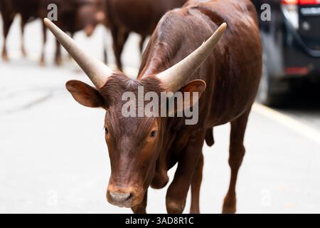 Eine majestätische Ankole Watusi Kuh mit massiven Hörnern, die auf einem Bürgersteig in einem Zoobereich steht. Stockfoto