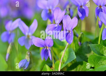 Schöner Frühling kleine lila Blume-Pflanze Violka duftend - Violka. Frühlingszeit in der Natur. (Viola odorata) Stockfoto