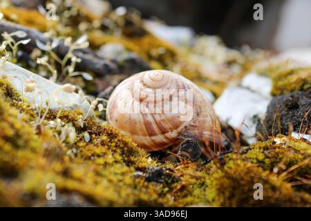 Schneckenschale zwischen Moos und Felsen in einer natürlichen Umgebung. Makroansicht ideal für Natur-, Ruhe- oder Biodiversitätskonzepte. Stockfoto