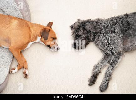 Entspannte Hunde liegen auf Teppich. Blick auf zwei Hundefreunde aus einem hohen Winkel, die Seite an Seite schlafen, ausgestreckt und friedlich. Weibliche Harrier-Mischung und weibliche Stockfoto