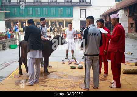 Kathmandu, Kathmandu, Nepal. April 2025. 5. April 2025 ''“ Kathmandu, Nepal: Die nepalesische Armee bereitet sich darauf vor, während des Chaite Dashain Festivals auf dem Hanuman Dhoka Durbar Square einen Büffel als Opfergabe an die Götter und Göttinnen zu opfern. (Kreditbild: © Sujal Bajracharya/ZUMA Press Wire) NUR REDAKTIONELLE VERWENDUNG! Nicht für kommerzielle ZWECKE! Stockfoto