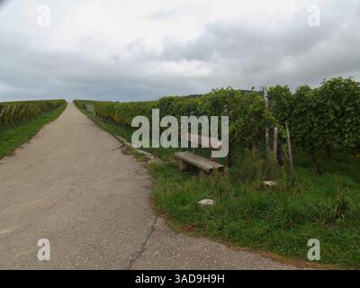 Eine ruhige Weinberglandschaft mit einem unbefestigten Pfad, der auf beiden Seiten von Weinreben gesäumt ist. Eine rustikale Holzbank befindet sich neben dem Weg und lädt Besucher ein Stockfoto