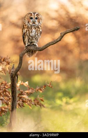 Wunderschöne Tawny Eulen auf einem Baumzweig im Herbstlicht Stockfoto