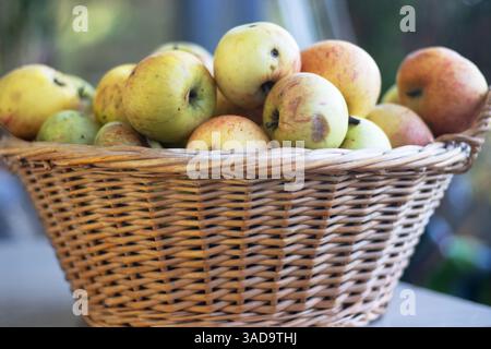 Nahaufnahme eines rustikalen Korbs mit frisch gepflückten Äpfeln. Ideal für Herbsternte, Bio-Produkte, gesunde Ernährung, Farm-to-Table-Konzepte Stockfoto