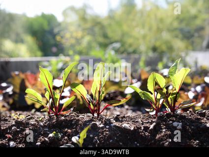 Rübenkeimlinge mit defokussiertem Garten. Rübenpflanzen in Reihen in üppigen Hochgartenbeeten. Frühlingsgarten Hintergrund. Wurzelgemüse. Auch bekannt als Beta V Stockfoto