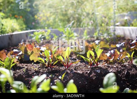 Rübenkeimlinge mit defokussiertem Garten. Rübenpflanzen in Reihen in üppigen Hochgartenbeeten. Frühlingsgarten Hintergrund. Wurzelgemüse. Auch bekannt als Beta V Stockfoto