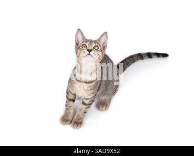 Süßes Kätzchen, das beim Sitzen aufblickt. Blick von oben auf eine Katze mit neugierigem oder hoffnungsvollem Ausdruck, die auf Nahrung wartet oder Vögel beobachtet. 3 Monate alt, weiblich Stockfoto