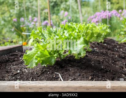 Salatpflanzen im Gartenbeet mit defokussiertem Blumenhintergrund. Wunderschöne grüne, gewellte Salatköpfe, die in Reihen in einem erhöhten Gartenbeet wachsen. Grünes Blatt Let Stockfoto