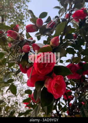 Dieses Foto zeigt eine Nahaufnahme von roten Kamelienblüten und ungeöffneten Knospen auf einem dichten grünen Busch. Die Blätter sind glänzend und die Blüten haben unterschiedliche Gramm Stockfoto