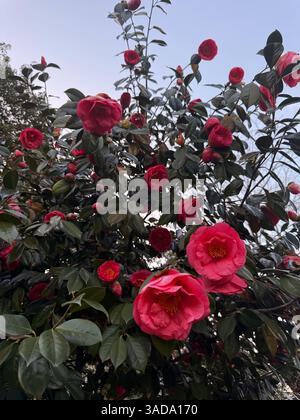 Dieses Foto zeigt einen blühenden Kamelienstrauch mit roten Blüten und dunkelgrünen glänzenden Blättern unter klarem Himmel. Die lebendigen Blüten und das dichte Laub d Stockfoto