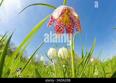 „Wild“ Snakes Head Fritillary auf einer Aue in Herefordshire, England, Großbritannien. Stockfoto