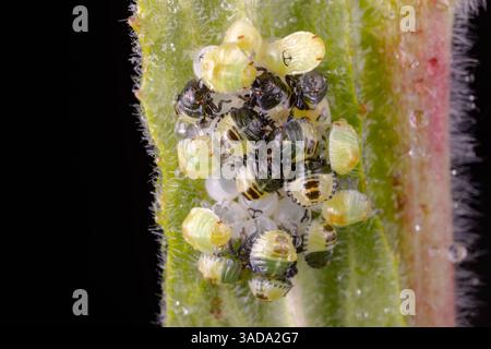 Schildnymphen, die aus Eiern schlüpfen, die auf Weidenkrautblättern im britischen Garten liegen. Stockfoto