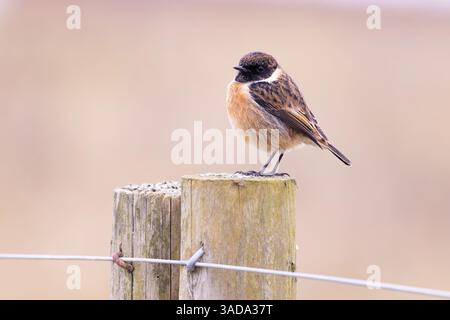 Juveniler Steinechat, der auf Pfosten an der Küste in Südengland sitzt. Stockfoto