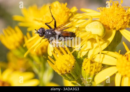 Gelbe Krabbenspinne mit Beute; getarnter Jäger auf gelber Blume. Raubtiere in Aktion. Stockfoto