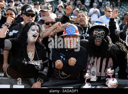 3. Januar 2012 - Oakland, CA, USA - Fans der Oakland Raiders im Black Hole-Bereich des Stadions sind bereit für das Spiel der Mannschaft gegen die Carolina Panthers am Sonntag, den 27. November 2016, im Oakland-Alameda County Coliseum in Oakland, Kalifornien Die Raiders besiegten die Panthers von 35 bis 32. (Bild: © Jeff SINER/TNS via ZUMA Wire) Stockfoto
