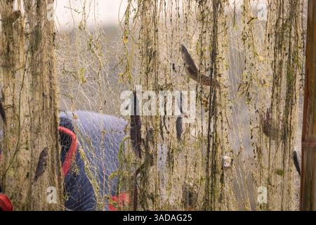 Fische, die sich in Stromnetzen verfangen haben, nachdem sie von Chalan Beel in Chatmohar, Pabna, Bangladesch gefangen wurden. Der Beel ist bekannt für seinen reichen Süßwasser-Biodiver Stockfoto