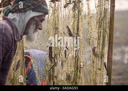 Fische, die sich in Stromnetzen verfangen haben, nachdem sie von Chalan Beel in Chatmohar, Pabna, Bangladesch gefangen wurden. Der Beel ist bekannt für seinen reichen Süßwasser-Biodiver Stockfoto