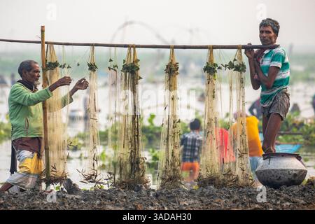 Fische, die sich in Stromnetzen verfangen haben, nachdem sie von Chalan Beel in Chatmohar, Pabna, Bangladesch gefangen wurden. Der Beel ist bekannt für seinen reichen Süßwasser-Biodiver Stockfoto