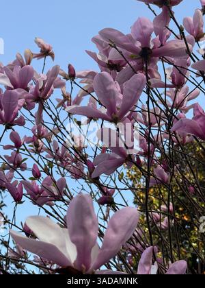 Das Bild zeigt Magnolien-Zweige mit rosa Blüten und Knospen, die sich bis in einen klaren blauen Himmel erstrecken. Aus einem niedrigen Winkel erfasst, hebt die Komposition t hervor Stockfoto