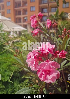 Nahaufnahme leuchtend rosa Nerium Oleander Blumen in einem Hotelresort Garten Stockfoto