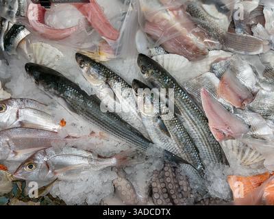 Meeräsche, pandora-Fische pagellus erythrinus und Fischfilets, Oktopus im Eis auf der Theke des Fischhändlers Stockfoto