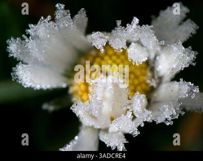 Dezember 2011 - Roseburg, Oregon, USA S - Eiskristalle bilden sich auf einer kleinen Blume, die in einem Stadtpark wächst. Oregon erlebte Temperaturen unter dem Gefrierpunkt, was einen eiskalten morgendlichen Pendelweg verursachte. (Bild: © Robin Loznak/ZUMAPRESS.com) Stockfoto