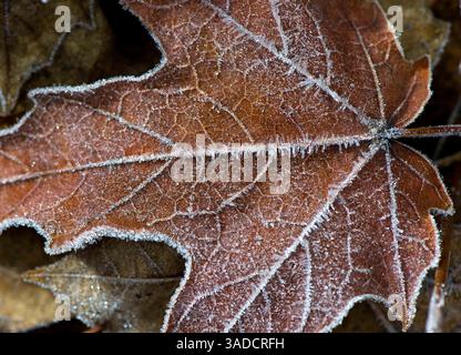 Dezember 2011 - Roseburg, Oregon, USA S - Eiskristalle bilden sich auf einem Herbstblatt in einem Stadtpark in Roseburg. Nebelige Bedingungen in Kombination mit Temperaturen unter dem Gefrierpunkt sorgen für einen frostigen Morgen in Roseburg Dienstag. (Bild: © Robin Loznak/ZUMAPRESS.com) Stockfoto
