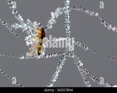Dezember 2011 - Roseburg, Oregon, USA S - Ein kleines Insektenstück steckt in Eiskristallen auf einem Spinnennetz in einem Stadtpark in Roseburg. Nebelige Bedingungen in Kombination mit Temperaturen unter dem Gefrierpunkt sorgen für einen frostigen Morgen in Roseburg Dienstag. (Bild: © Robin Loznak/ZUMAPRESS.com) Stockfoto