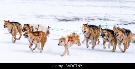 Ein Team von Schlittenhunden, die energisch durch eine verschneite Landschaft laufen und einen Schlitten ziehen. Die Hunde sind verschiedene Rassen mit einer Mischung aus Fellfarben und h Stockfoto