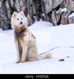 Ein flauschiger weißer Hund, der auf schneebedecktem Boden sitzt, mit felsigem Hintergrund. Der Hund wirkt ruhig und wachsam, umgeben von einer Winterlandschaft mit Sturz Stockfoto